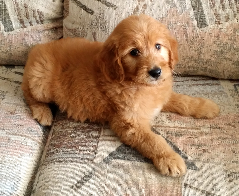 Imagen: Golden Doodles San Diego